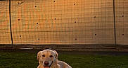 Rio participe au concours pour gagner de l'argent avec cette photo : dog, golden_retriever, grass, toy, sunset, outdoor, pet, animal, playing, happy, nature, fence, sun, tree, park, canine, leisure, smiling, daylight, mammal