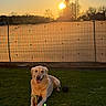 dog, golden_retriever, grass, toy, sunset, outdoor, pet, animal, playing, happy, nature, fence, sun, tree, park, canine, leisure, smiling, daylight, mammal
