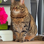 Ninitte a rejoint le concours — aidez-le/la à gagner de superbes lots ! cat, tabby_cat, pet, indoor, flowers, gaming_console, wooden_surface, feline, domestic_animal, fur, whiskers, ears, eyes, tail, houseplant, decor, technology, sitting, closeup, portrait