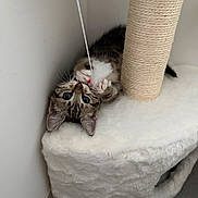 Bébé participe au concours pour gagner de l'argent avec cette photo : kitten, cat, playing, toy, string, scratching_post, cat_tree, fluffy, fur, indoor, pet, cute, paw, whiskers, ears, floor, wall, small, young, curious