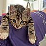 Bébé a rejoint le concours — aidez-le/la à gagner de superbes lots ! kitten, cat, pet, animal, tabby, feline, cute, indoor, purple_shorts, resting, young_animal, fur, whiskers, paws, relaxed, closeup, portrait, home, soft_light, curious