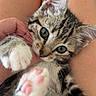 Bébé a rejoint le concours — aidez-le/la à gagner de superbes lots ! kitten, cat, tabby, paw, pink_paw, person, legs, hand, pet, animal, cute, playful, indoor, feline, fur, close_up, young, whiskers, relaxing, adorable