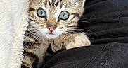 Bébé participe au concours pour gagner de l'argent avec cette photo : kitten, cat, tabby, pet, animal, cute, fur, whiskers, paws, blanket, fabric, indoor, closeup, young, eyes, claws, resting, cozy, soft, snuggle