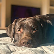 Tango a rejoint le concours — aidez-le/la à gagner de superbes lots ! animal, bedroom, blanket, chocolate, close_up, cozy, cute, dog, ears, face, fur, indoor, labrador, nostrils, pet, portrait, relaxed, resting, sleepy, soft_light