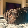 animal, bedroom, blanket, chocolate, close_up, cozy, cute, dog, ears, face, fur, indoor, labrador, nostrils, pet, portrait, relaxed, resting, sleepy, soft_light