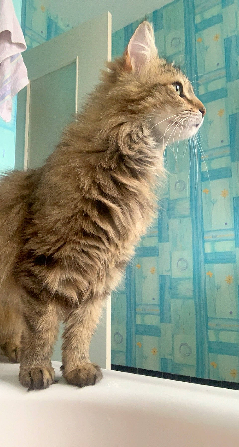 Rosette a rejoint le concours — aidez-le/la à gagner de superbes lots ! blue, british_longhair, carnivore, cat, claw, domestic_short_haired_cat, fawn, felidae, fur, maine_coon, mammal, picture_frame, rectangle, small_to_medium_sized_cats, snout, tail, terrestrial_animal, vertebrate, visual_arts, whiskers