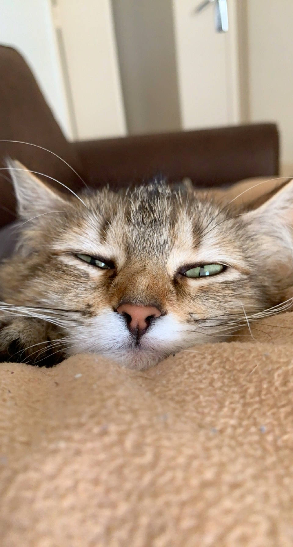 Rosette a rejoint le concours — aidez-le/la à gagner de superbes lots ! carnivore, cat, claw, comfort, domestic_short_haired_cat, eye, fawn, felidae, flooring, fur, nap, paw, sleep, small_to_medium_sized_cats, snout, terrestrial_animal, whiskers, wildlife, window, wood