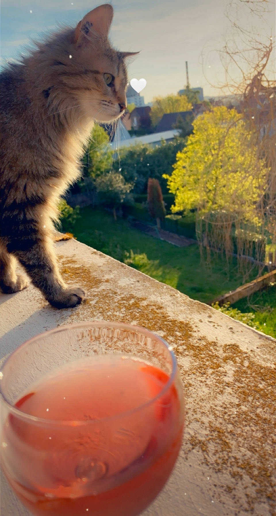 Rosette a rejoint le concours — aidez-le/la à gagner de superbes lots ! aperitif, carnivore, cat, classic_cocktail, cocktail, cranberry_juice, drink, drinkware, fawn, felidae, fluid, grass, liquid, plant, rose, sea_breeze, small_to_medium_sized_cats, sunlight, tree, whiskers