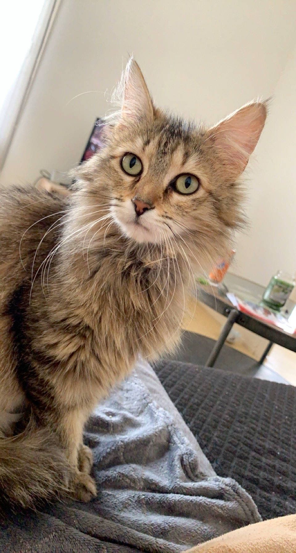 Rosette participe au concours pour gagner de l'argent avec cette photo : box, cardboard, carnivore, cat, chair, claw, domestic_short_haired_cat, drawer, fawn, felidae, fur, maine_coon, paw, small_to_medium_sized_cats, snout, tail, terrestrial_animal, whiskers, window