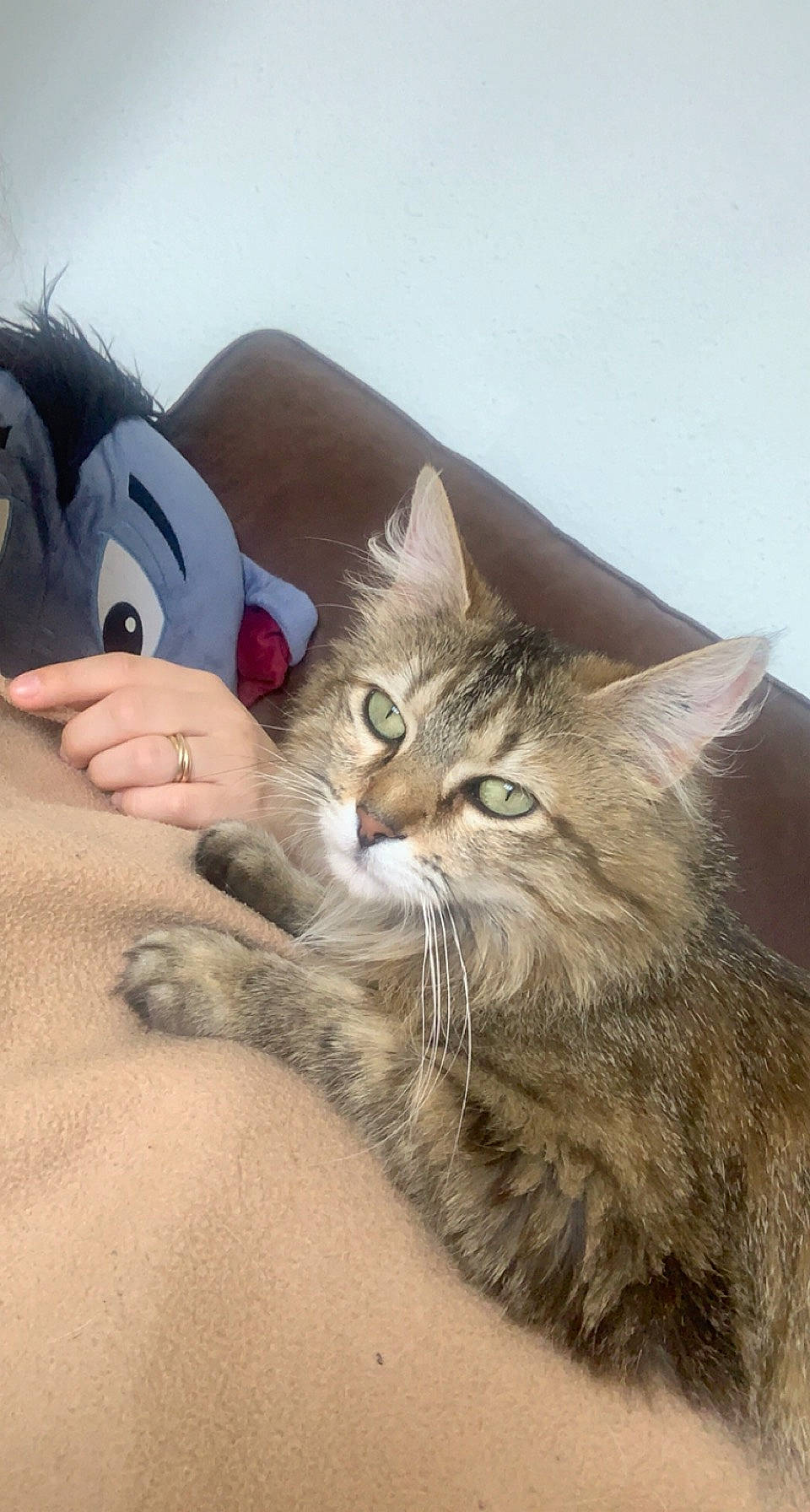 Rosette a rejoint le concours — aidez-le/la à gagner de superbes lots ! bed, carnivore, cat, claw, comfort, couch, domestic_short_haired_cat, fawn, felidae, fur, gesture, lap, linens, paw, sitting, small_to_medium_sized_cats, snout, tail, toy, whiskers