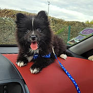 Volfy participe au concours pour gagner de l'argent avec cette photo : animal, black_and_white, blue_leash, car_dashboard, car_interior, cute, dog, fluffy, front_view, fur, happy, inside_car, leash, outdoor_background, pet, playful, puppy, small_dog, tongue_out, window