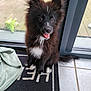 Volfy a rejoint le concours — aidez-le/la à gagner de superbes lots ! animal, black_and_white, companion, cute, dog, domestic, floor_tiles, fluffy, glass_door, happy, indoor, mat, pet, puppy, sitting, tongue_out, towel, toy, wooden_deck, young
