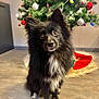 animal, attentive, background, black_dog, christmas, christmas_tree, cute, decorations, dog, festive, floor, fluffy, fur, holiday, holiday_decor, indoor, ornaments, pet, sitting, tree