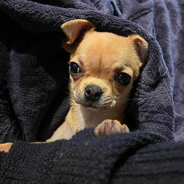 Tessa a rejoint le concours — aidez-le/la à gagner de superbes lots ! animal, blanket, canine, chihuahua, dog, pet, puppy, quilt, snout