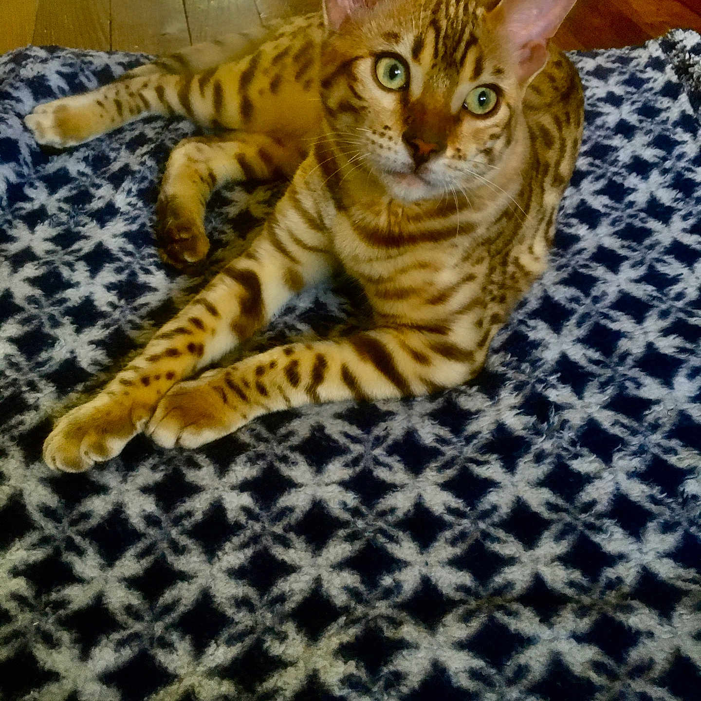 Ramses participe au concours pour gagner de l'argent avec cette photo : abyssinian, animal, bed, bedroom, blanket, cat, couch, cushion, egyptiancat, furniture, hardwood, homedecor, indoors, kitten, manx, ocelot, pet, quilt, room, wood