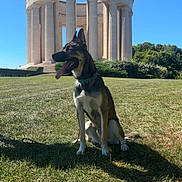 Nino a rejoint le concours — aidez-le/la à gagner de superbes lots ! dog, grass, outdoor, monument, columns, blue_sky, sunlight, nature, animal, pet, canine, leash, collar, daytime, architecture, park, greenery, shadow, sitting, tongue_out