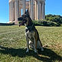 dog, grass, outdoor, monument, columns, blue_sky, sunlight, nature, animal, pet, canine, leash, collar, daytime, architecture, park, greenery, shadow, sitting, tongue_out