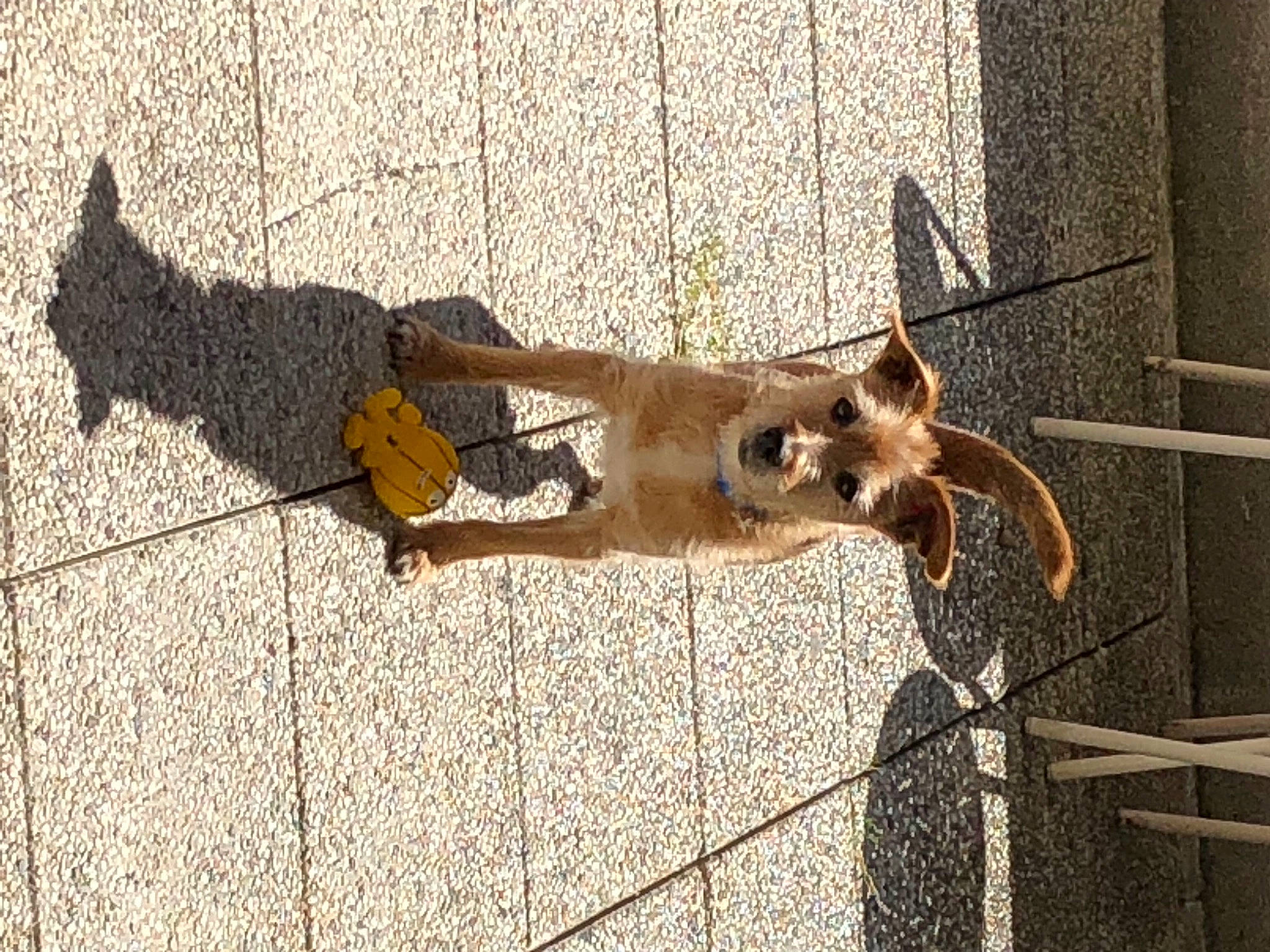 Engy participe au concours pour gagner de l'argent avec cette photo : art, brick, canidae, carnivore, dog, dog_breed, facade, fawn, fence, leash, metal, pet_supply, road_surface, shadow, sidewalk, sporting_group, tail, terrestrial_animal, wire, wood
