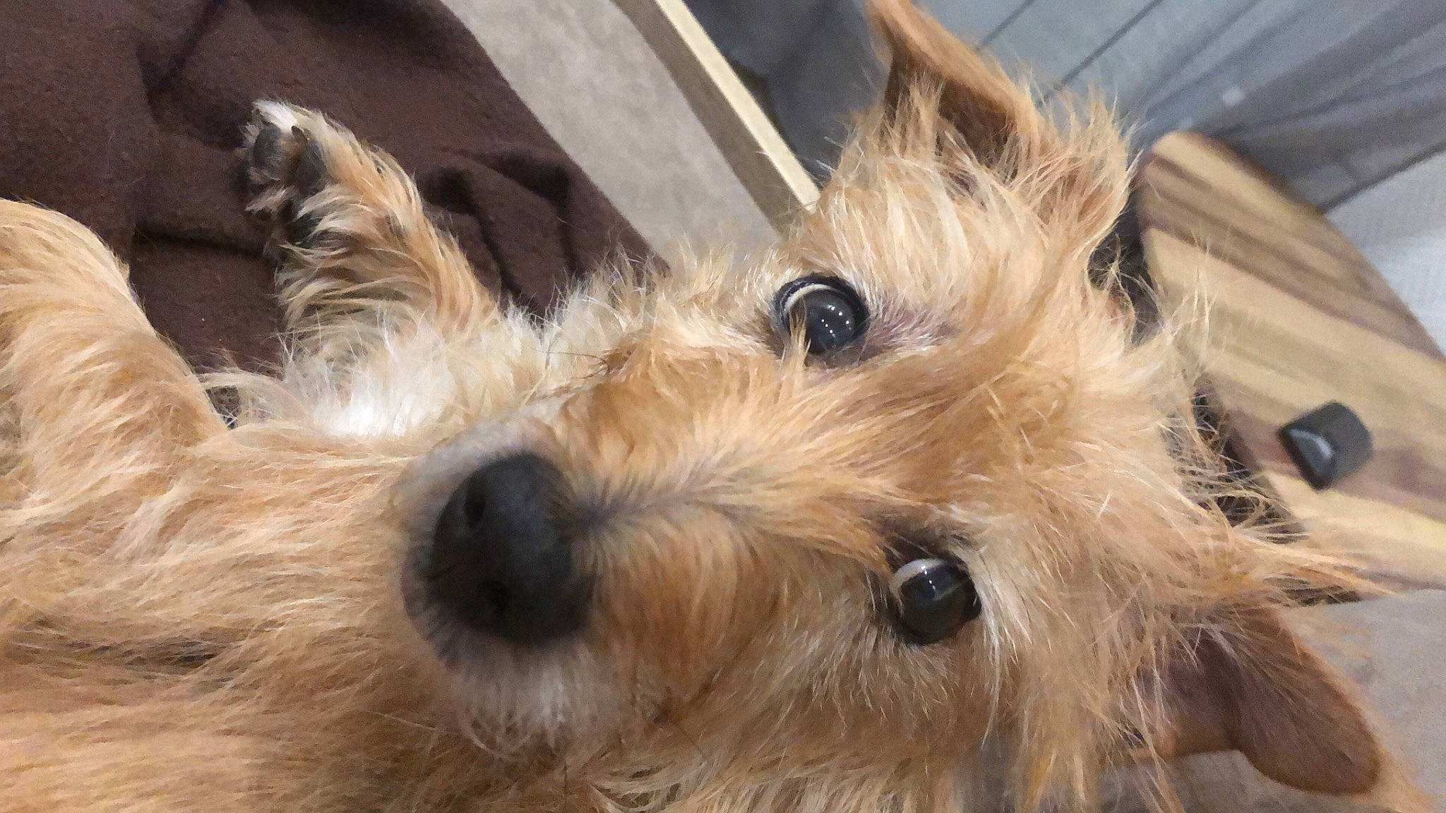 Engy a rejoint le concours — aidez-le/la à gagner de superbes lots ! australian_terrier, biewer_terrier, canidae, carnivore, companion_dog, dog, dog_breed, fawn, fur, golden_retriever, maltepoo, puppy, small_terrier, snout, sporting_group, terrier, toy_dog, whiskers, working_animal, yorkshire_terrier