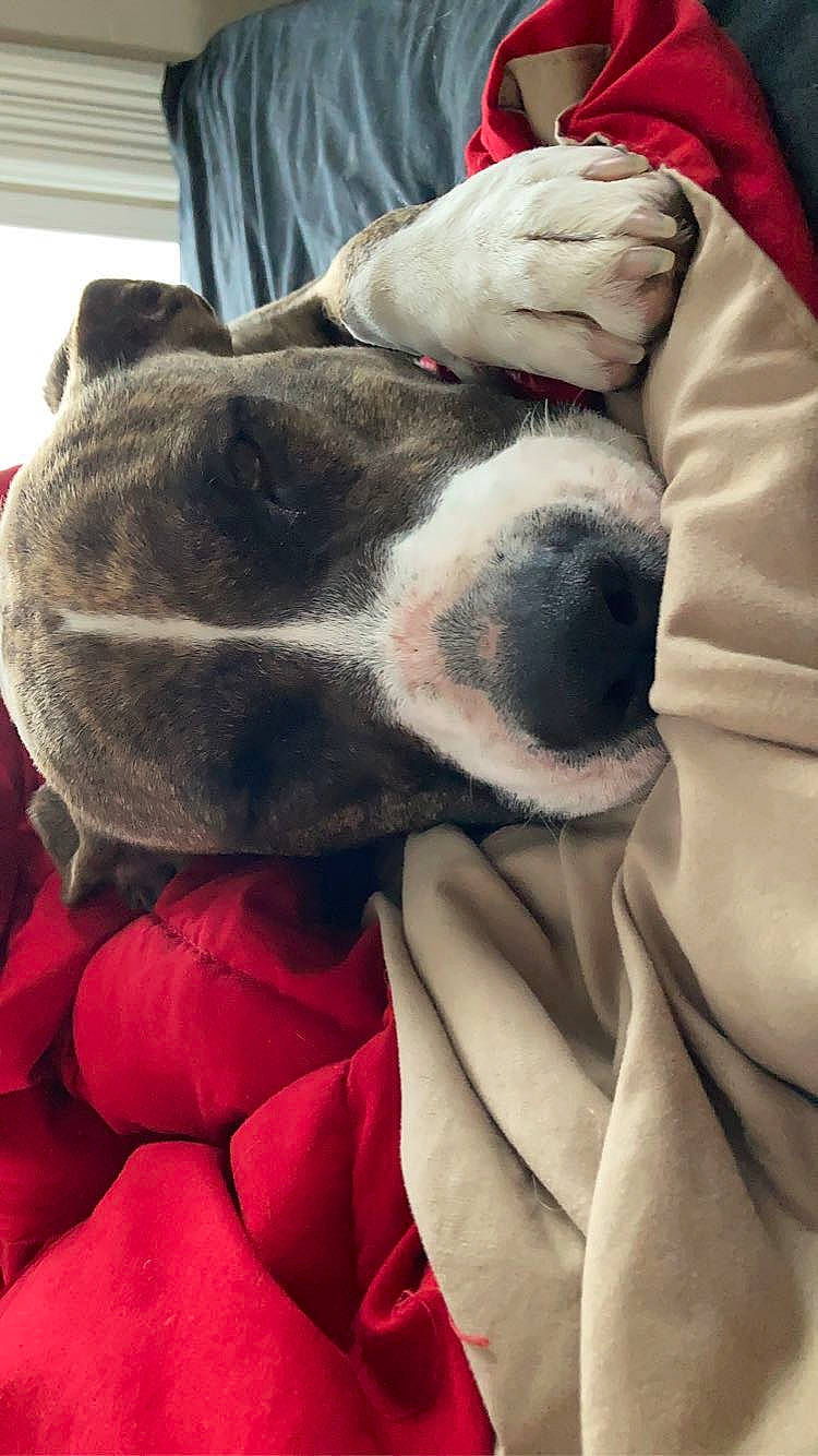 Mercy May joined the competition — help win amazing prizes! canidae, carmine, carnivore, collar, comfort, companion_dog, dog, dog_breed, fawn, fur, great_dane, grey, linens, nap, petal, rose_order, snout, whiskers, working_animal, wrinkle