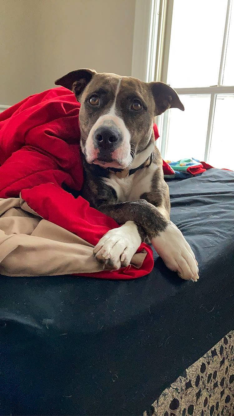 Mercy May joined the competition — help win amazing prizes! bed, canidae, carnivore, collar, comfort, companion_dog, dog, dog_breed, dog_collar, dog_supply, fawn, fur, great_dane, guard_dog, linens, non_sporting_group, sporting_group, whiskers, working_animal, working_dog