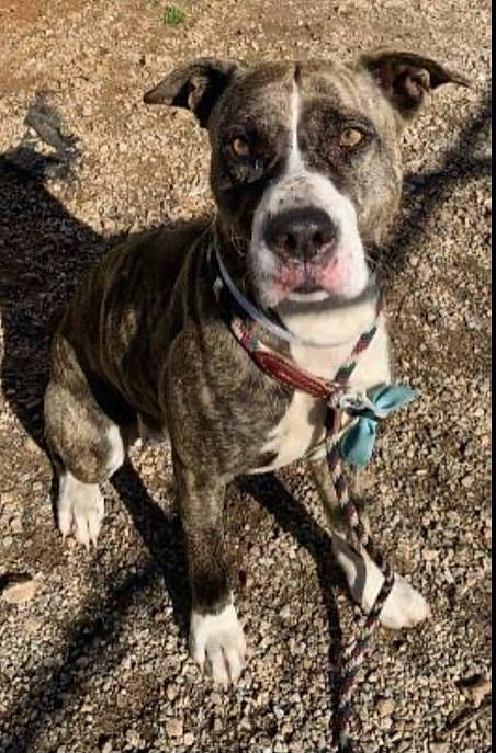 Mercy May joined the competition — help win amazing prizes! canidae, carnivore, collar, companion_dog, dog, dog_breed, dog_collar, fawn, non_sporting_group, snout, sporting_group, terrestrial_animal, working_animal, working_dog