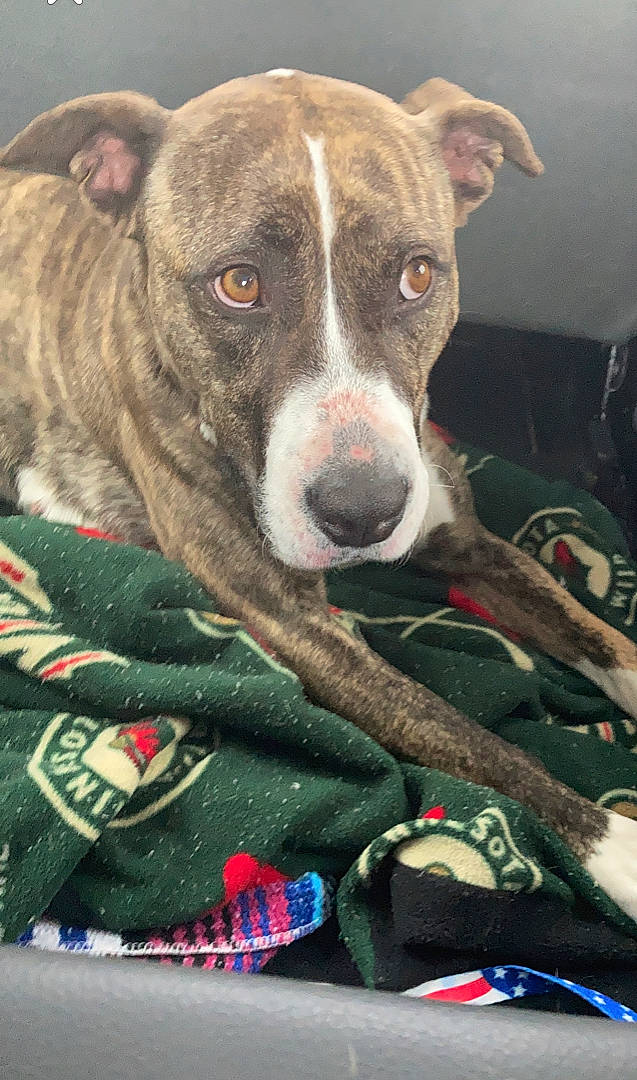 Mercy May joined the competition — help win amazing prizes! canidae, carnivore, collar, companion_dog, dog, dog_breed, dog_collar, fur, non_sporting_group, snout, sporting_group, terrestrial_animal, whiskers, working_animal, working_dog