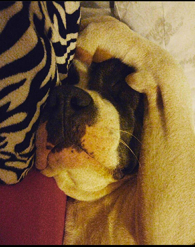 Myah is registered to the contest to win money with this photo: art, big_cats, drawing, fawn, felidae, font, fur, illustration, painting, pattern, paw, rectangle, shadow, snout, square, still_life_photography, tints_and_shades, visual_arts, whiskers, wood