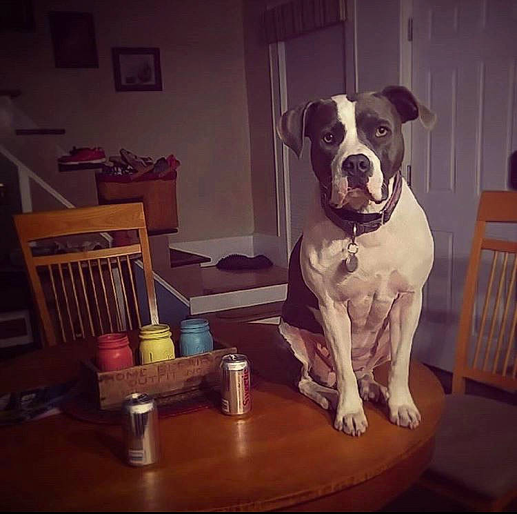 Myah is registered to the contest to win money with this photo: art, canidae, carnivore, chair, club_chair, companion_dog, dog, dog_breed, dog_collar, fawn, flooring, hardwood, metal, room, snout, sporting_group, table, window, wood, working_animal