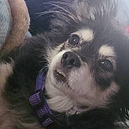 Bonita joined the competition — help win amazing prizes! animal, black_and_white, close_up, collar, cute, dog, domestic_animal, expression, eyes, face, fur, fur_texture, indoors, nose, pet, portrait, resting, small_dog, snuggling, whiskers