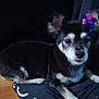 Bonita is registered to the contest to win money with this photo: animal, black_cloth, black_fur, bow, close_up, companion, curious, dog, domestic_animal, ears, floor, indoor, looking_at_camera, lying_down, pet, quiet, resting, small_dog, white_fur, wooden_floor