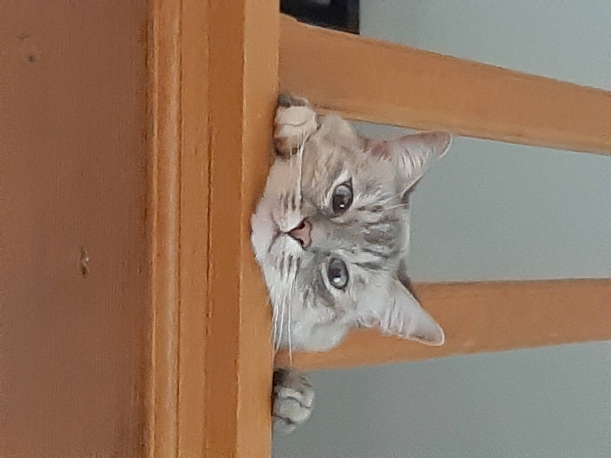 Nem a rejoint le concours — aidez-le/la à gagner de superbes lots ! carnivore, cat, ceiling, domestic_short_haired_cat, door, felidae, flooring, hardwood, home_door, house, molding, plaster, room, sculpture, small_to_medium_sized_cats, tail, whiskers, window, wood, wood_stain