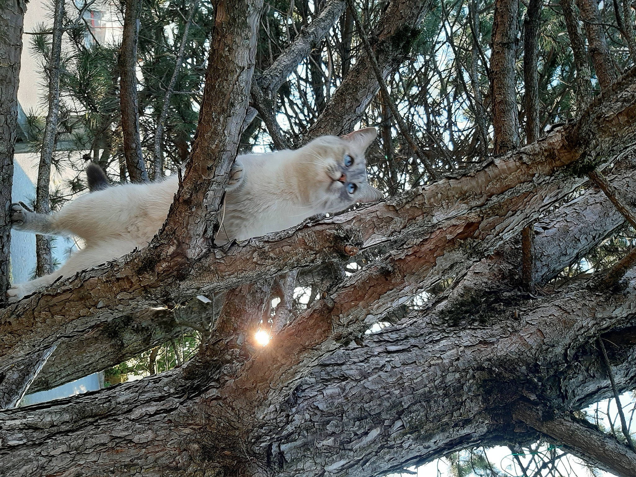 Nem participe au concours pour gagner de l'argent avec cette photo : branch, carnivore, fawn, felidae, forest, freezing, plant, rainbow, small_to_medium_sized_cats, snout, snow, tail, tree, trunk, twig, wildlife, winter, wood, woodland, woody_plant