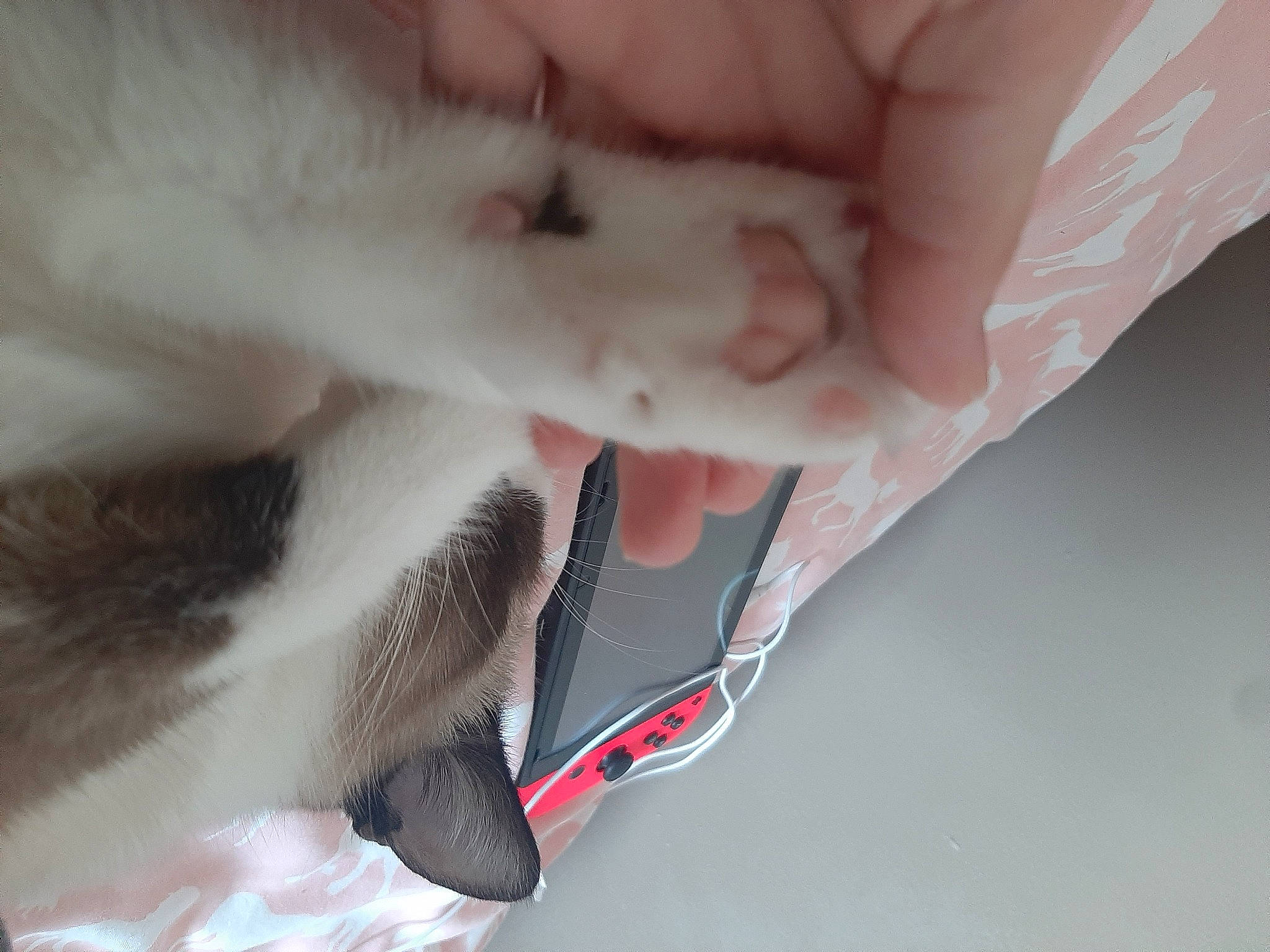 Rosy a rejoint le concours — aidez-le/la à gagner de superbes lots ! carnivore, cat, comfort, companion_dog, dog, dog_breed, domestic_short_haired_cat, ear, eyelash, fawn, felidae, finger, fur, gesture, jaw, nail, paw, small_to_medium_sized_cats, snout, whiskers