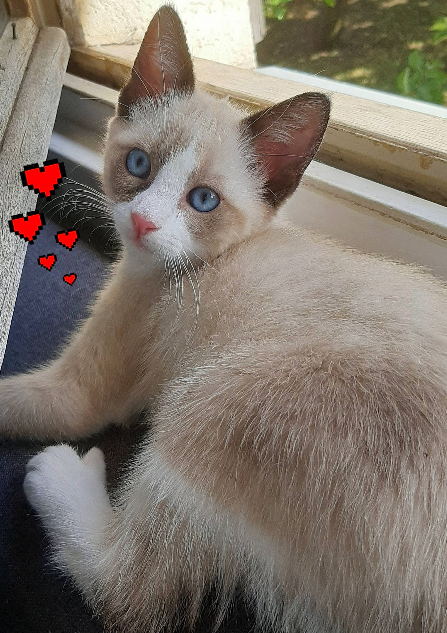 Rosy participe au concours pour gagner de l'argent avec cette photo : carnivore, cat, claw, comfort, domestic_short_haired_cat, fawn, felidae, fur, paw, petal, small_to_medium_sized_cats, snout, tail, whiskers, window