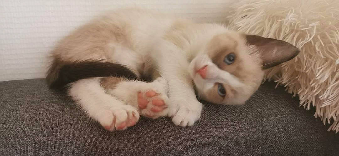 Rosy participe au concours pour gagner de l'argent avec cette photo : carnivore, cat, claw, comfort, domestic_short_haired_cat, fawn, felidae, flooring, fur, paw, small_to_medium_sized_cats, snout, tail, whiskers