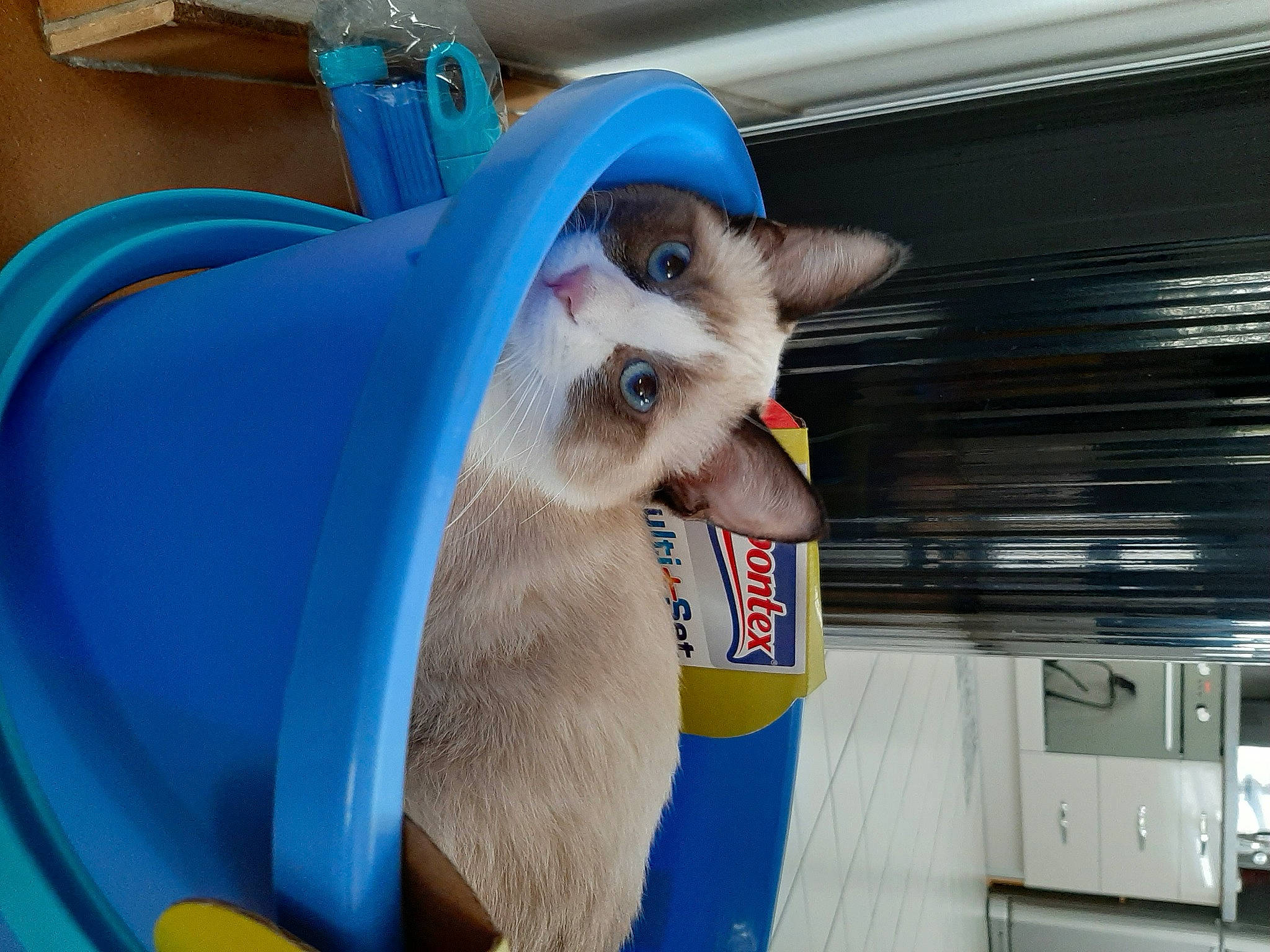 Rosy participe au concours pour gagner de l'argent avec cette photo : blue, carnivore, companion_dog, electric_blue, fang, fawn, felidae, fun, plastic, recreation, room, smile, snout