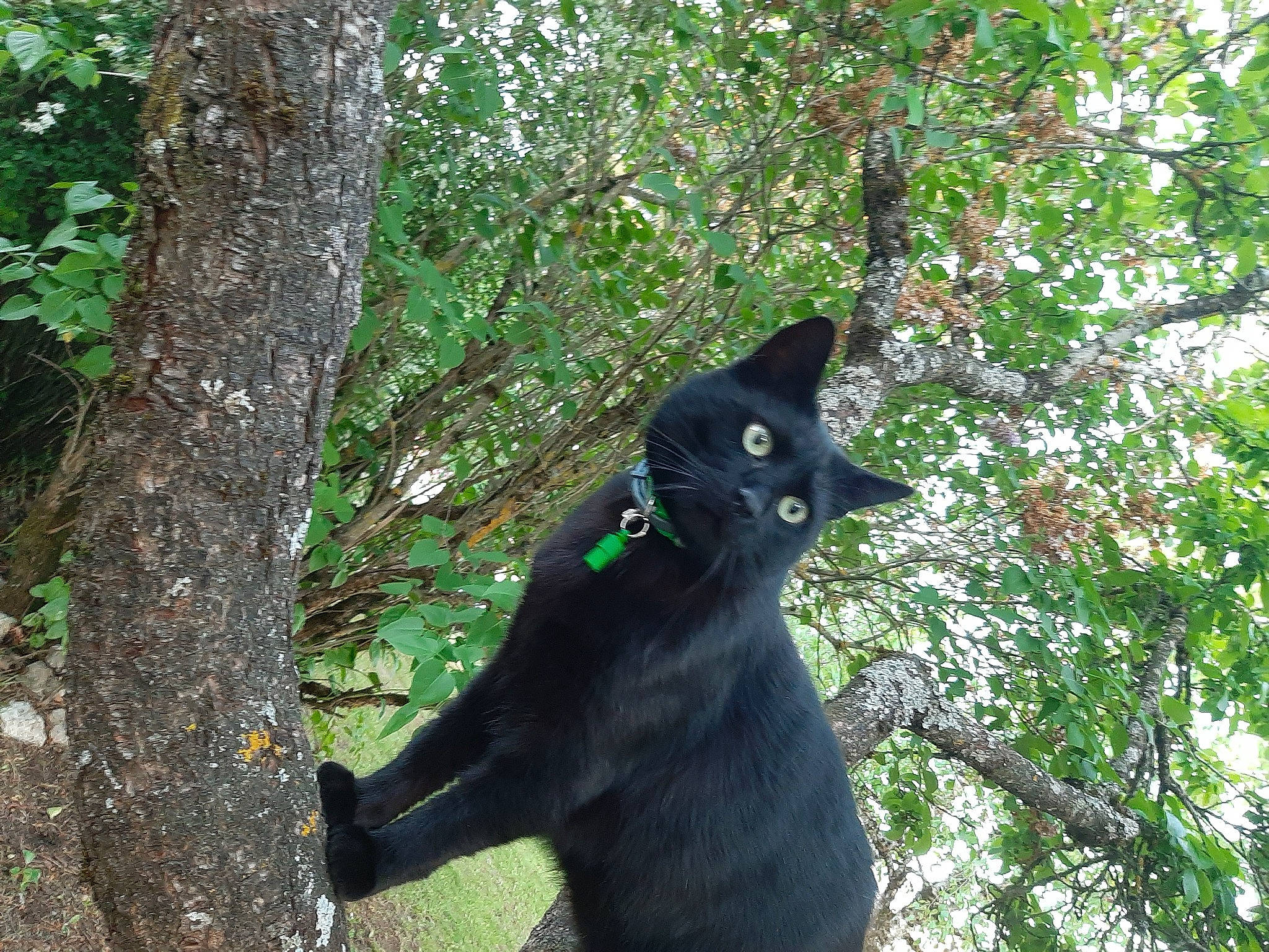 Moon a rejoint le concours — aidez-le/la à gagner de superbes lots ! art, black_cat, bombay, carnivore, cat, domestic_short_haired_cat, felidae, fur, grass, jungle, organism, plant, small_to_medium_sized_cats, tail, terrestrial_animal, tree, trunk, twig, whiskers, wildlife