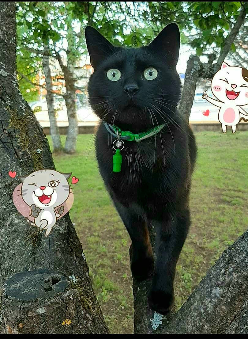 Moon participe au concours pour gagner de l'argent avec cette photo : art, black_cat, bombay, carnivore, cat, dog_breed, fawn, felidae, grass, green, mammal, organism, plant, small_to_medium_sized_cats, snout, tail, terrestrial_animal, tree, trunk, whiskers