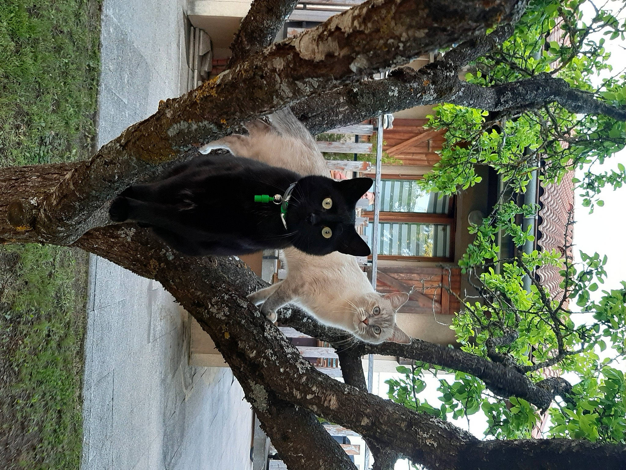 Moon participe au concours pour gagner de l'argent avec cette photo : branch, carnivore, cat, domestic_short_haired_cat, felidae, flowerpot, grass, house, mammal, plant, small_to_medium_sized_cats, snout, tail, tree, trunk, twig, whiskers, window, wood, woody_plant