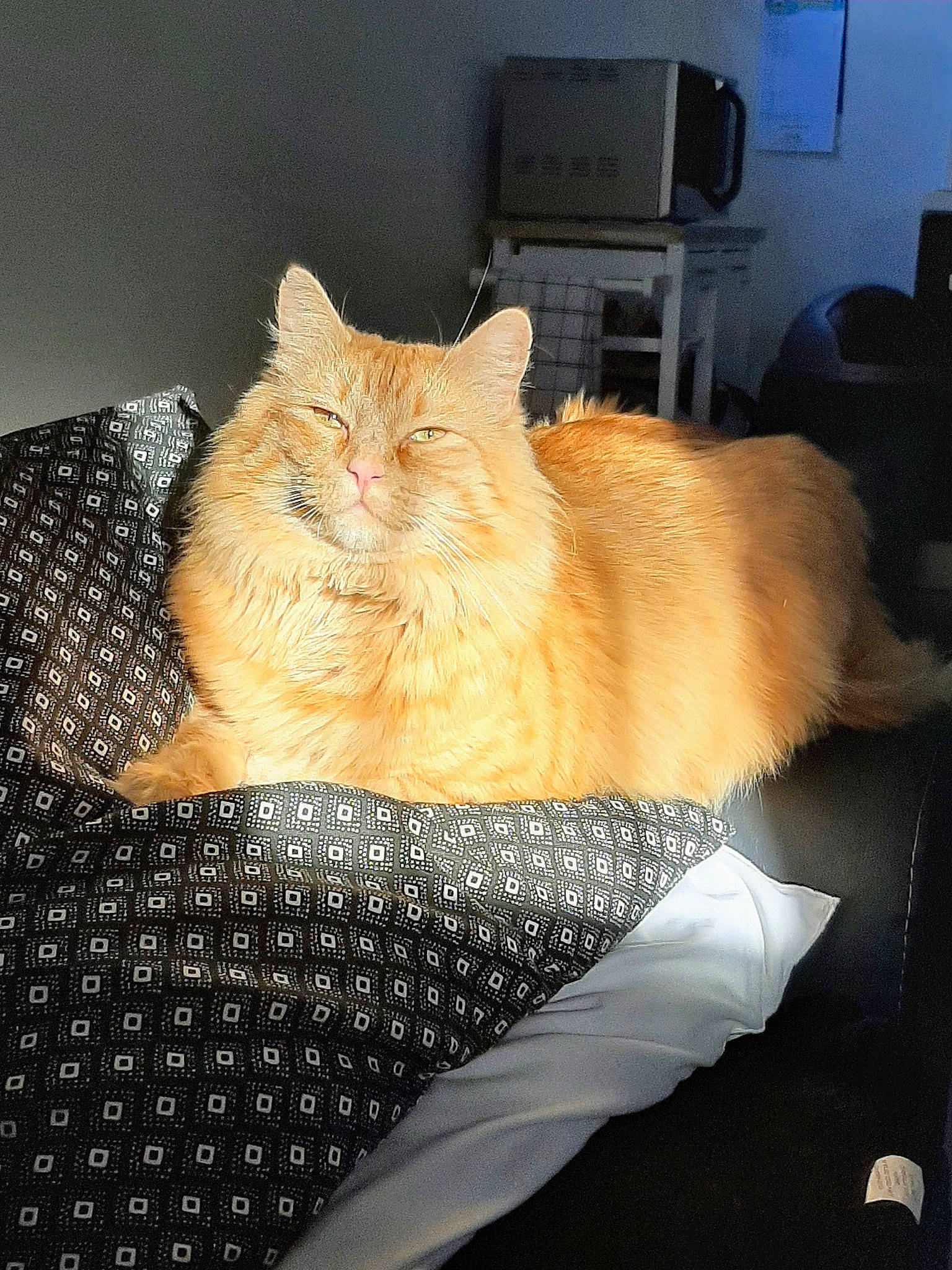 Groot participe au concours pour gagner de l'argent avec cette photo : analog_television, box, carnivore, cat, claw, comfort, domestic_short_haired_cat, fawn, felidae, fur, home_appliance, kitchen_appliance, paw, room, small_to_medium_sized_cats, snout, tail, television, whiskers, wood