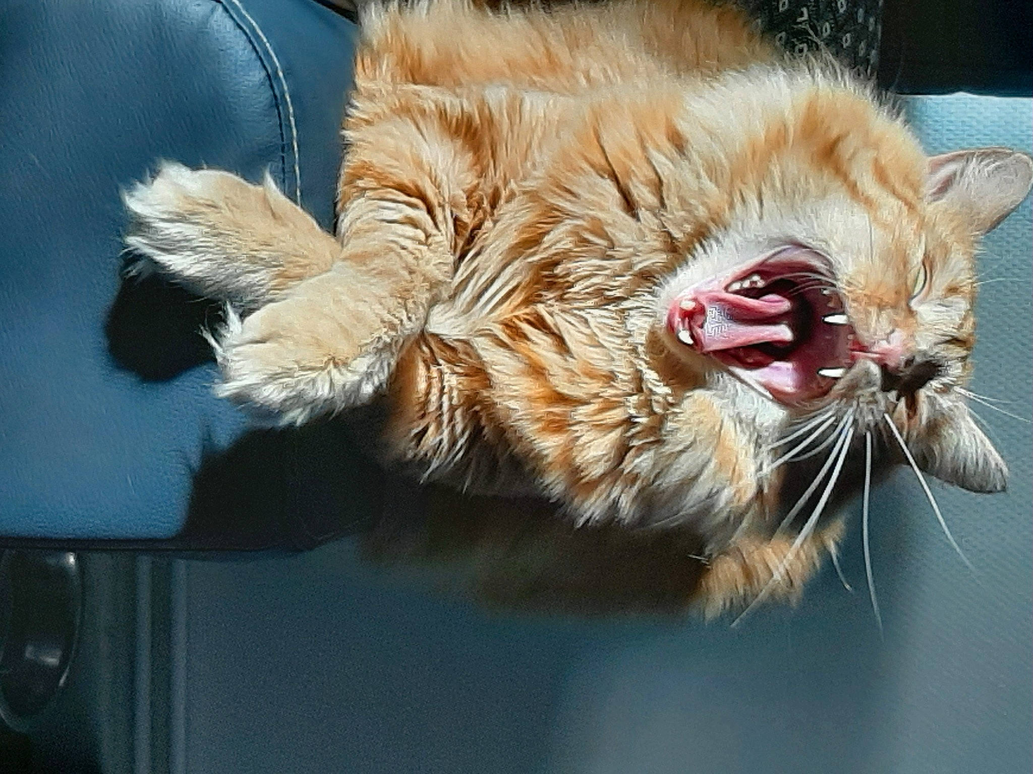 Groot participe au concours pour gagner de l'argent avec cette photo : carnivore, cat, claw, domestic_short_haired_cat, eye, fang, fawn, felidae, fur, head, human_body, paw, plant, roar, small_to_medium_sized_cats, snout, tail, terrestrial_animal, whiskers, yawn