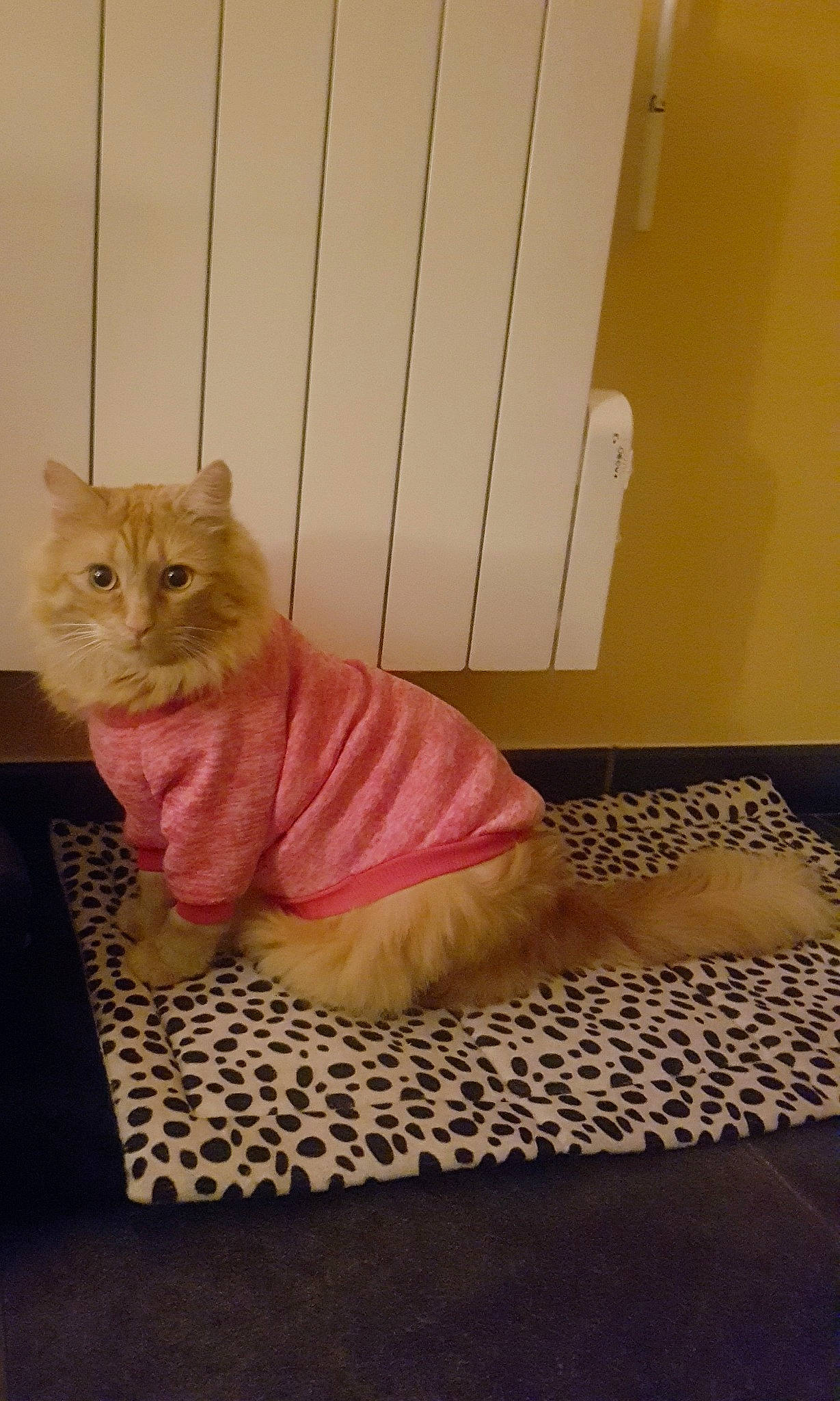 Groot participe au concours pour gagner de l'argent avec cette photo : box, carnivore, cat, companion_dog, domestic_short_haired_cat, fawn, felidae, floor, flooring, fur, hardwood, magenta, paw, peach, pet_supply, small_to_medium_sized_cats, tail, toy, whiskers, wood