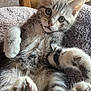 kitten, cat, tabby, gray, fur, paws, whiskers, towel, indoor, closeup, cute, pet, animal, young, relaxing, feline, soft, curious, playful, cozy