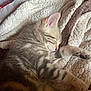 kitten, sleeping, tabby, cat, furry, cozy, blanket, soft, pet, cute, animal, resting, nap, fur, domestic_animal, young, whiskers, paw, indoor, peaceful