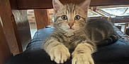 Tigrou a rejoint le concours — aidez-le/la à gagner de superbes lots ! kitten, cat, tabby, indoor, furniture, chair, wood, paws, cute, pet, animal, looking, young, fur, whiskers, ears, eyes, resting, domestic, cozy