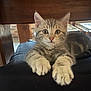 kitten, cat, tabby, indoor, furniture, chair, wood, paws, cute, pet, animal, looking, young, fur, whiskers, ears, eyes, resting, domestic, cozy