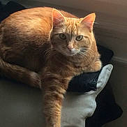 Hermès participe au concours pour gagner de l'argent avec cette photo : cat, ginger_cat, tabby, pet, animal, feline, cushion, indoor, window, paw, relaxed, fur, whiskers, ear, resting, cozy, soft, light, shadow, home