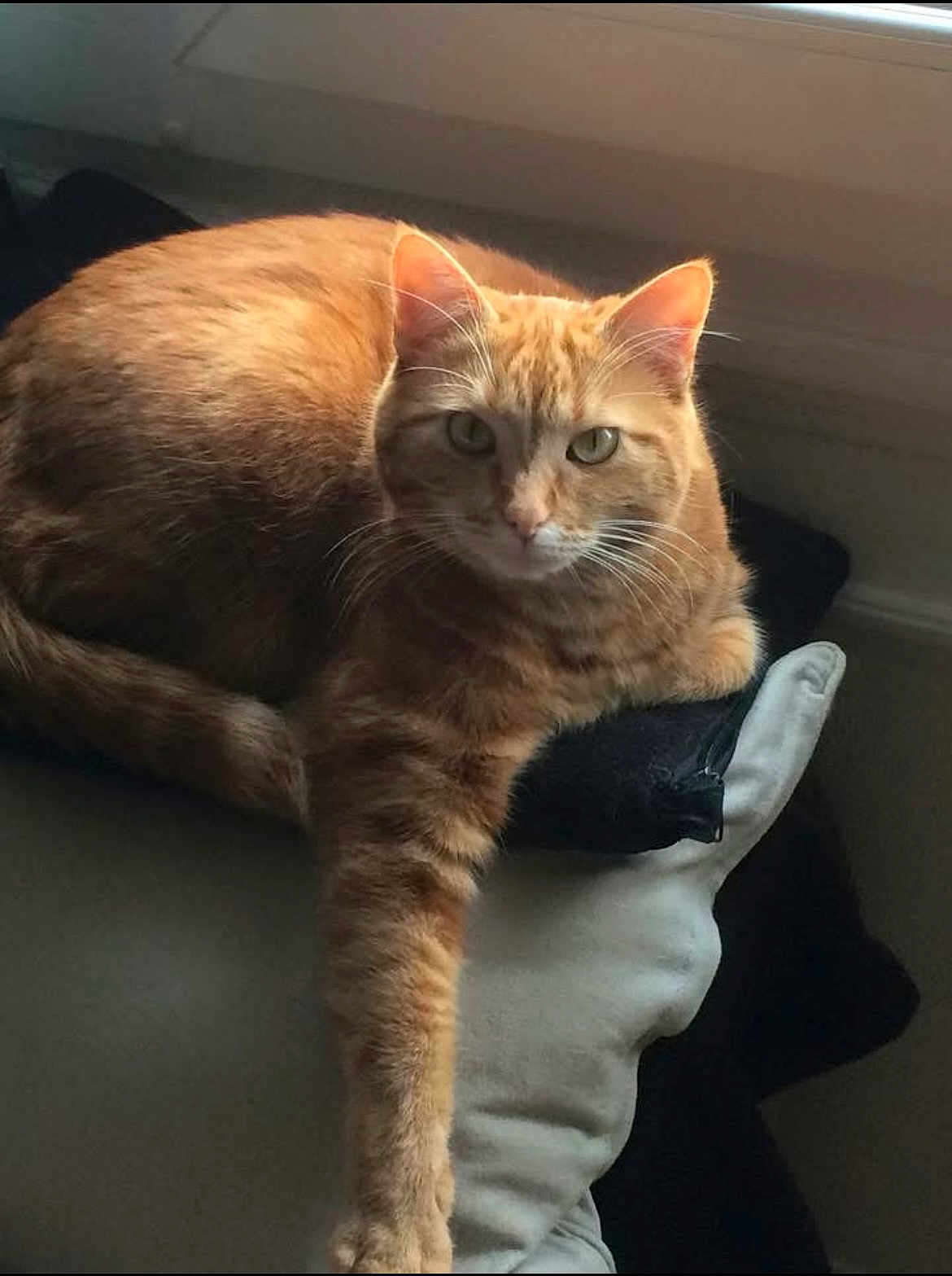 Hermès participe au concours pour gagner de l'argent avec cette photo : cat, ginger_cat, tabby, pet, animal, feline, cushion, indoor, window, paw, relaxed, fur, whiskers, ear, resting, cozy, soft, light, shadow, home