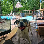 Maxwell joined the competition — help win amazing prizes! animal, box, chair, deck, dog, fence, greenery, happy, outdoor, pet, plastic_container, pool, propane_tank, smiling, summer, sunny, table, trees, umbrella, wooden_floor